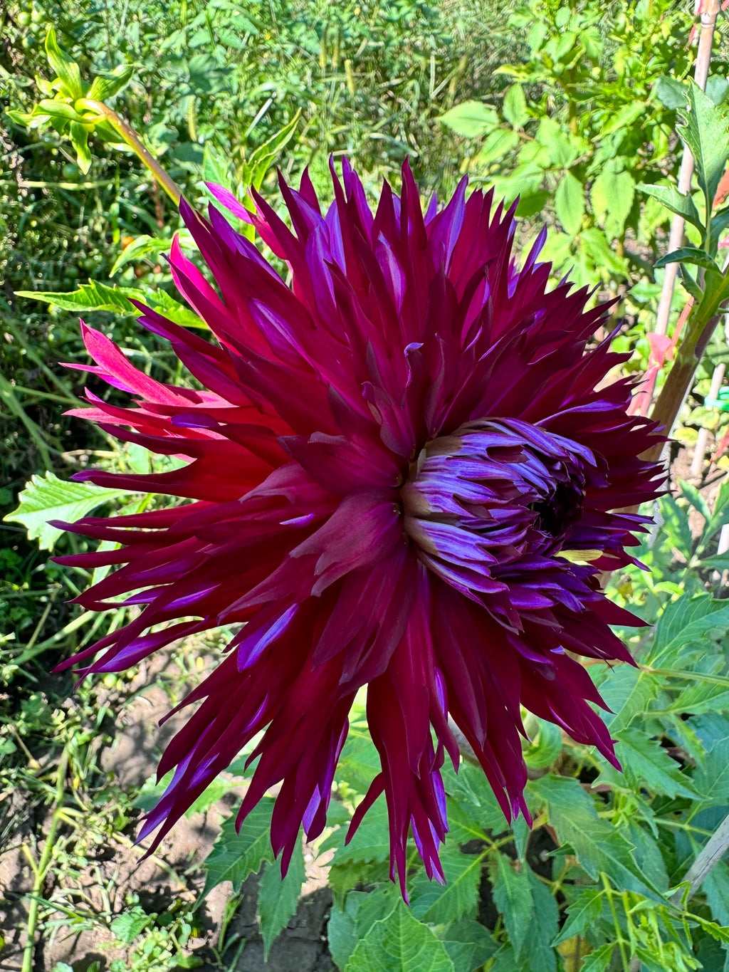 Allen's Purple Rain