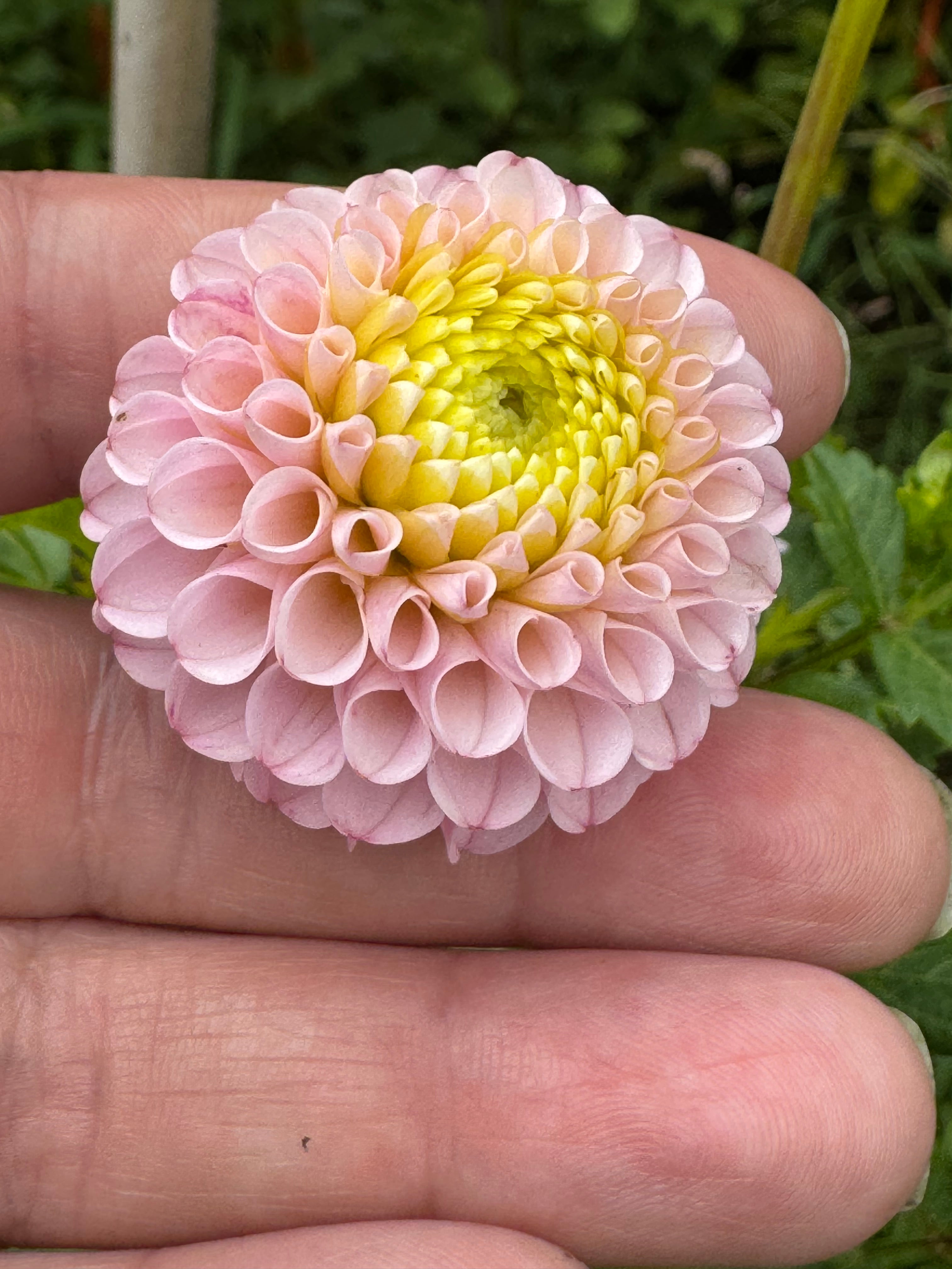 Hapet Rose Point