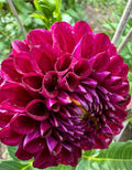 Ferncliff Black Cherry