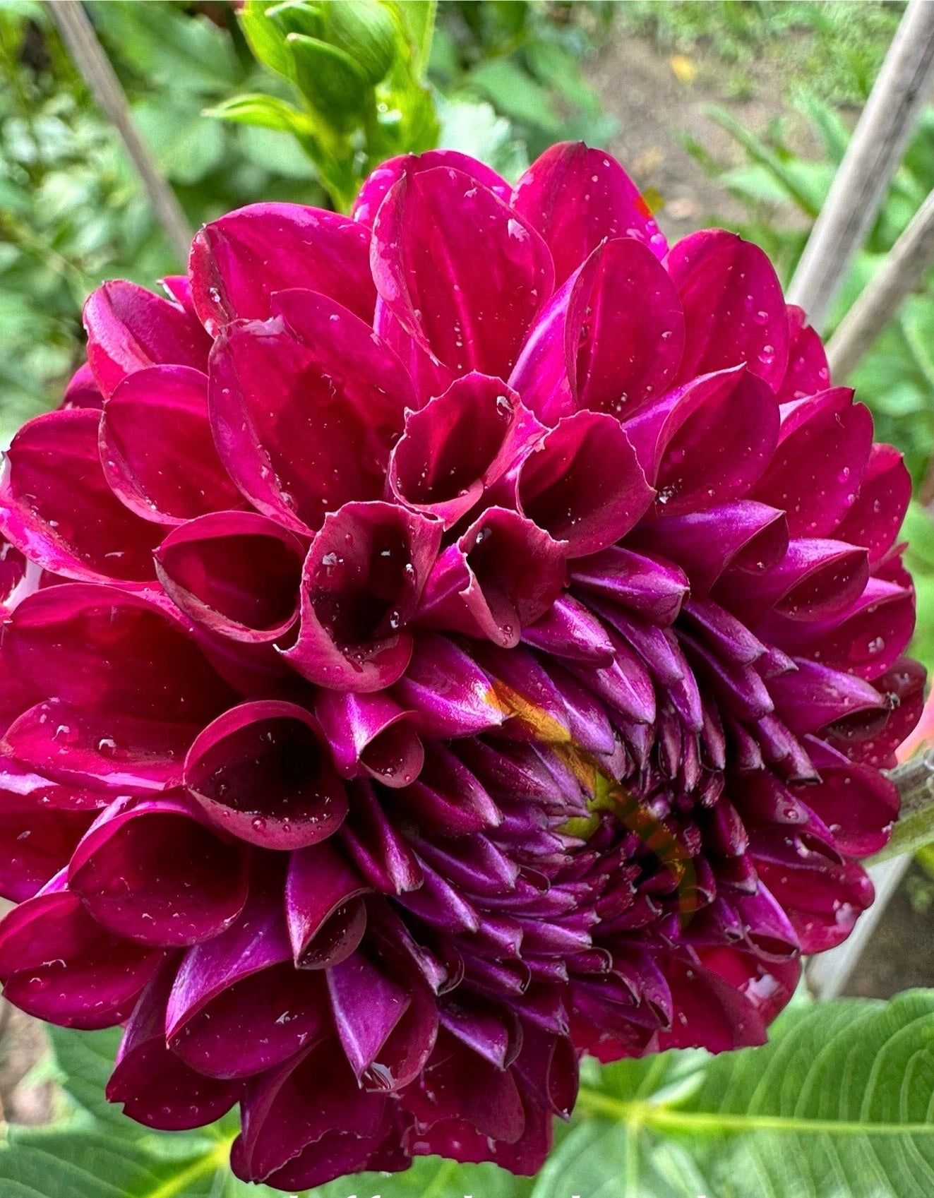 Ferncliff Black Cherry