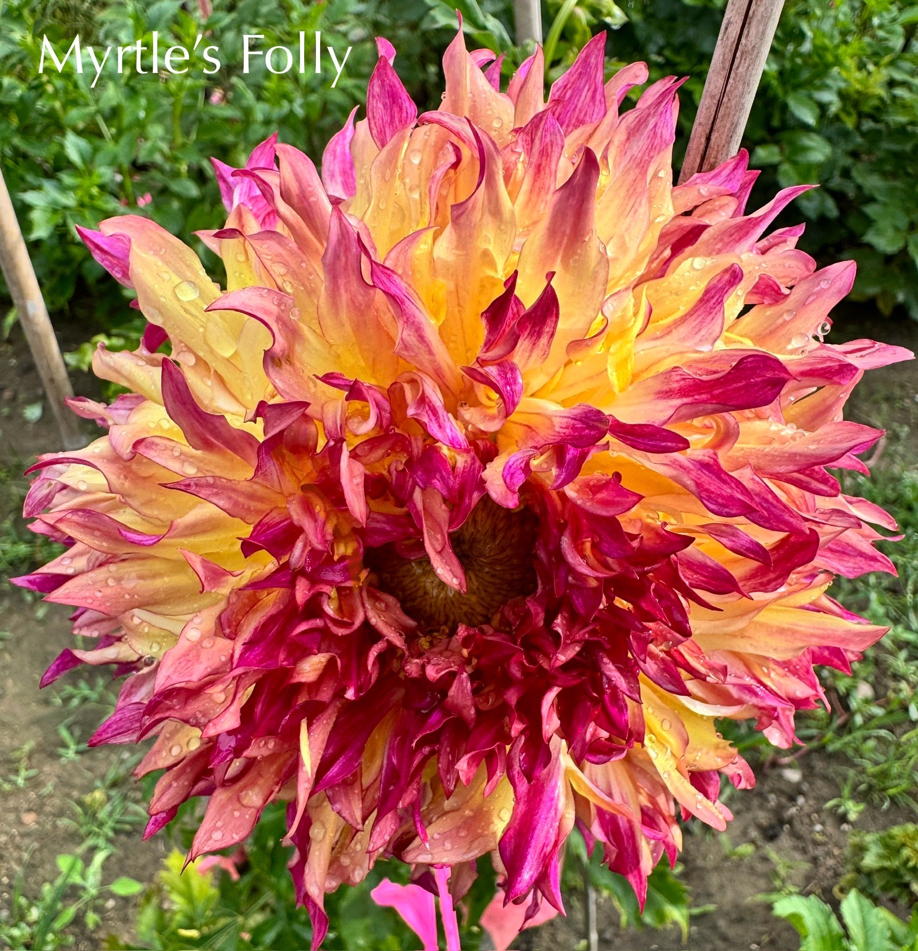 Myrtle's Folly