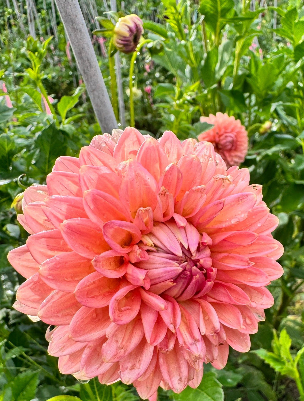 Lee's Zesty Peach