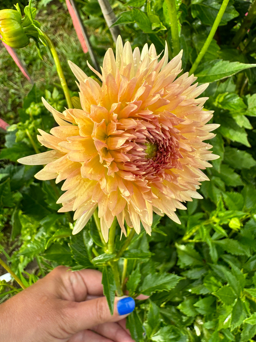 Lakeview Peach Fuzz