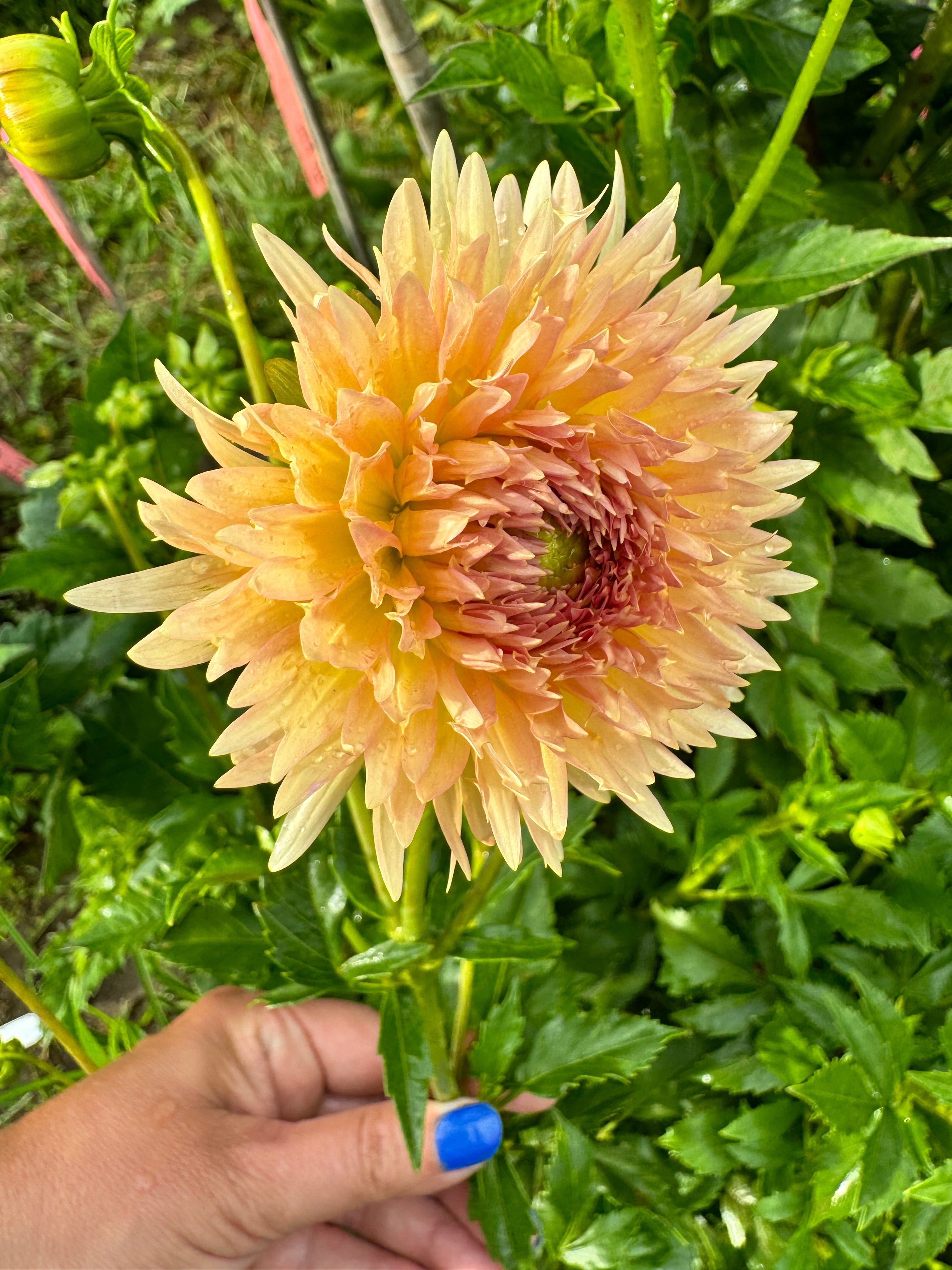 Lakeview Peach Fuzz