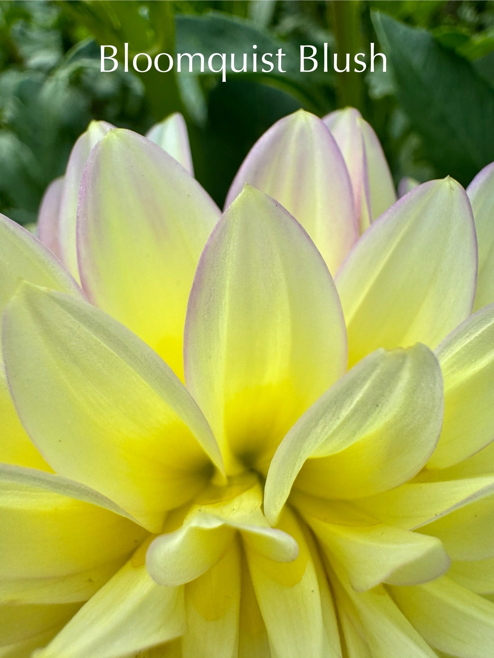 Bloomquist Blush