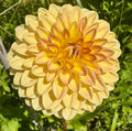 Blyton Softer Gleam
