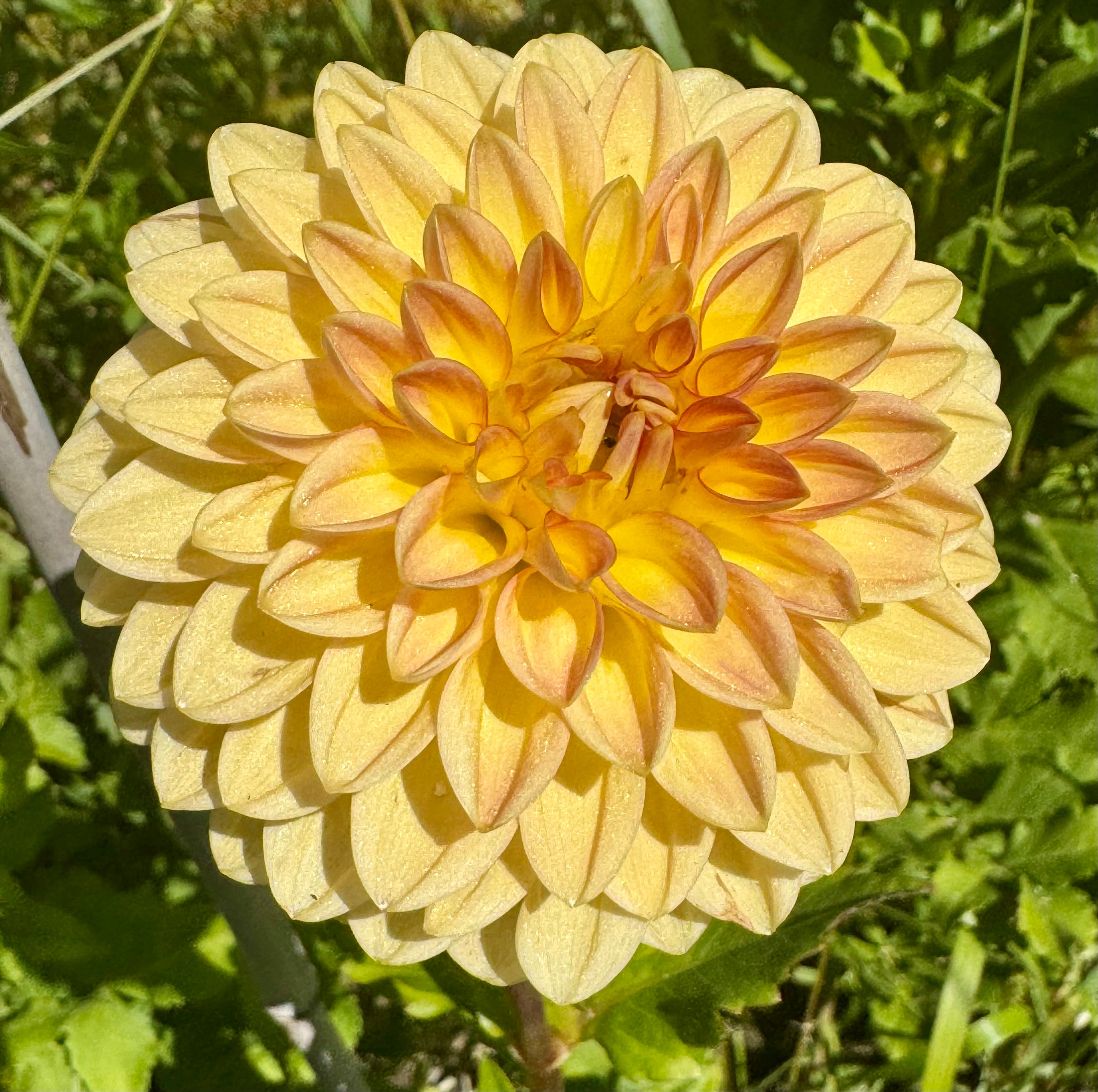 Blyton Softer Gleam