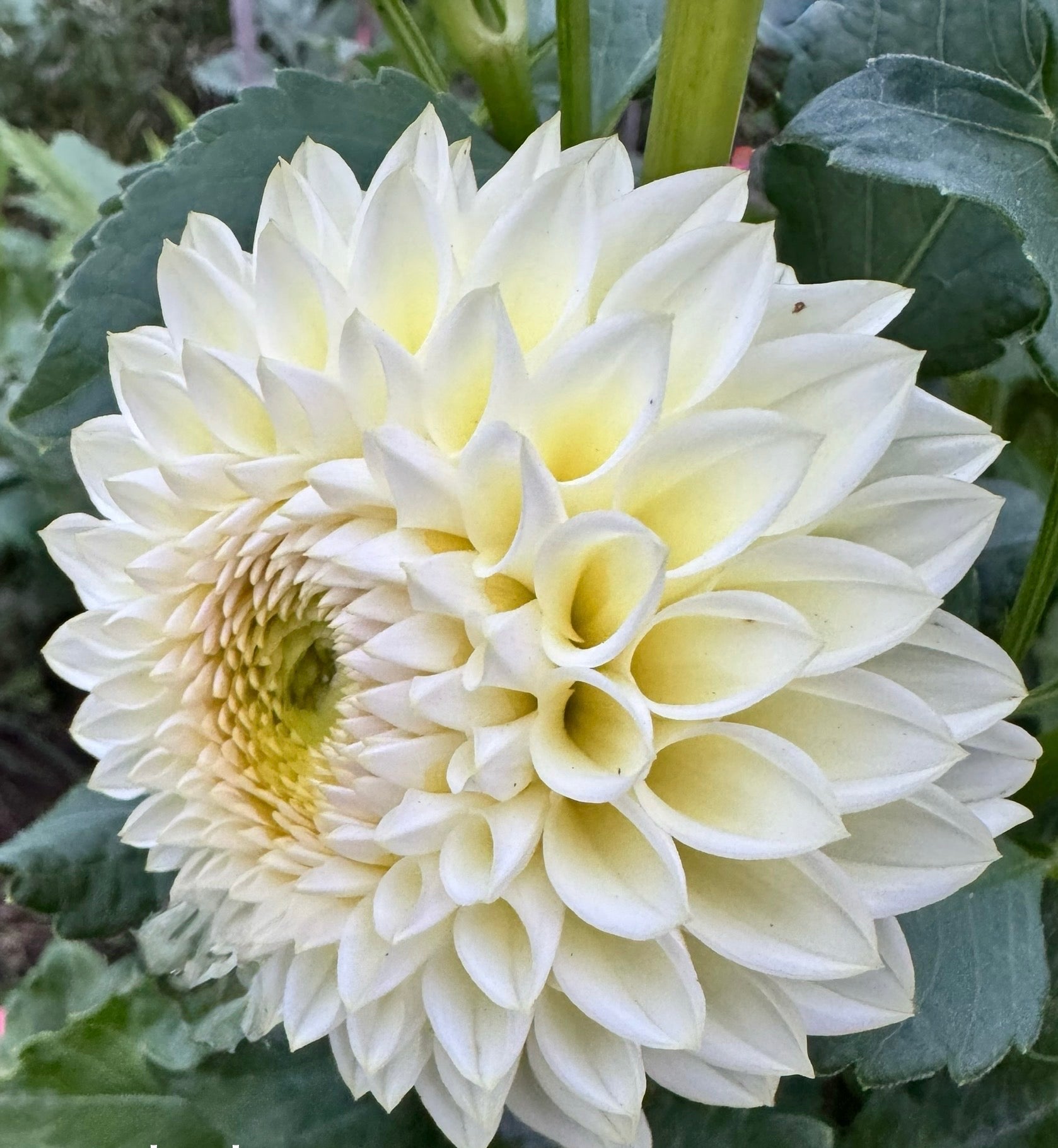 Winholme Diane