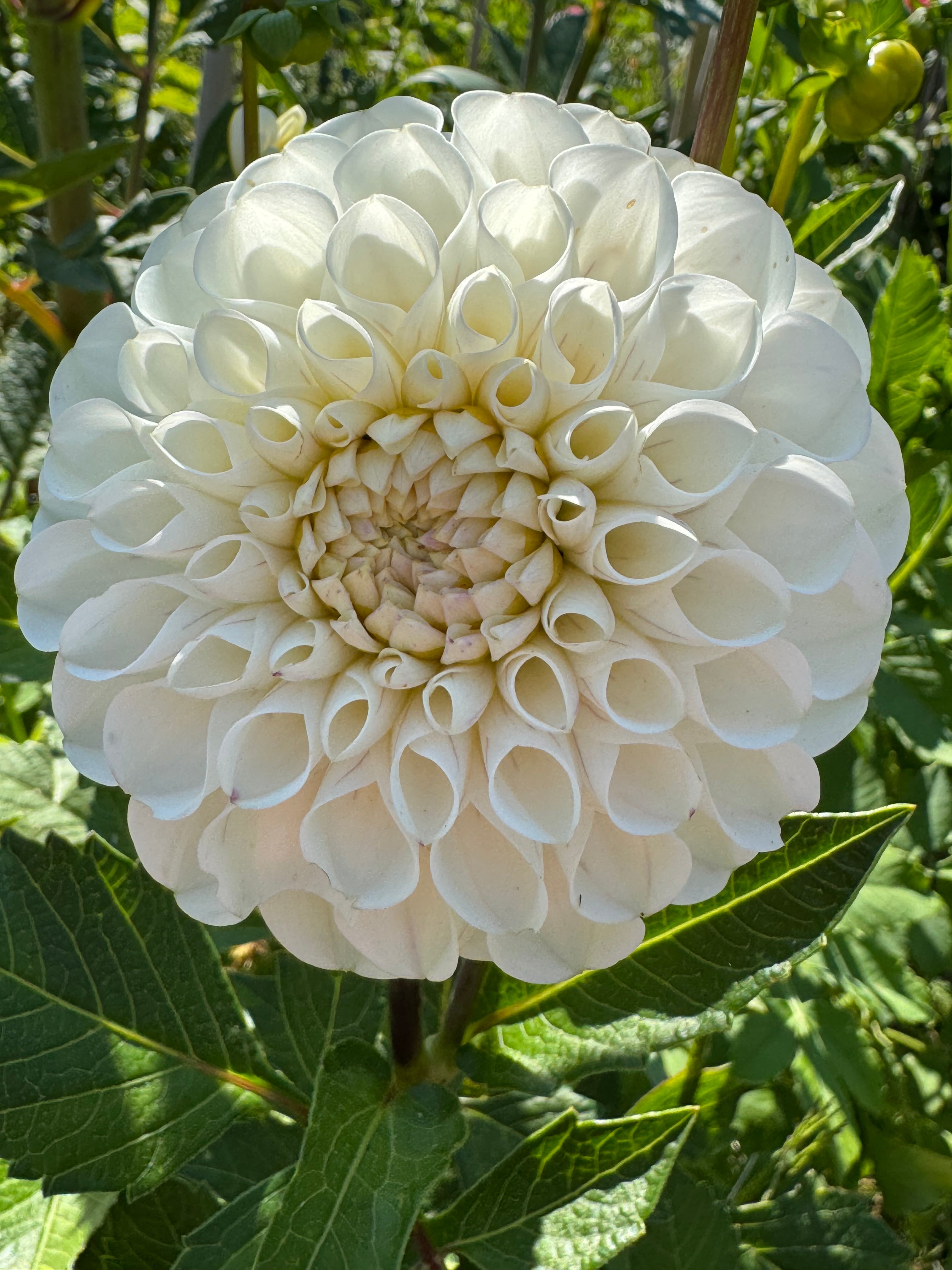 Ferncliff Bride