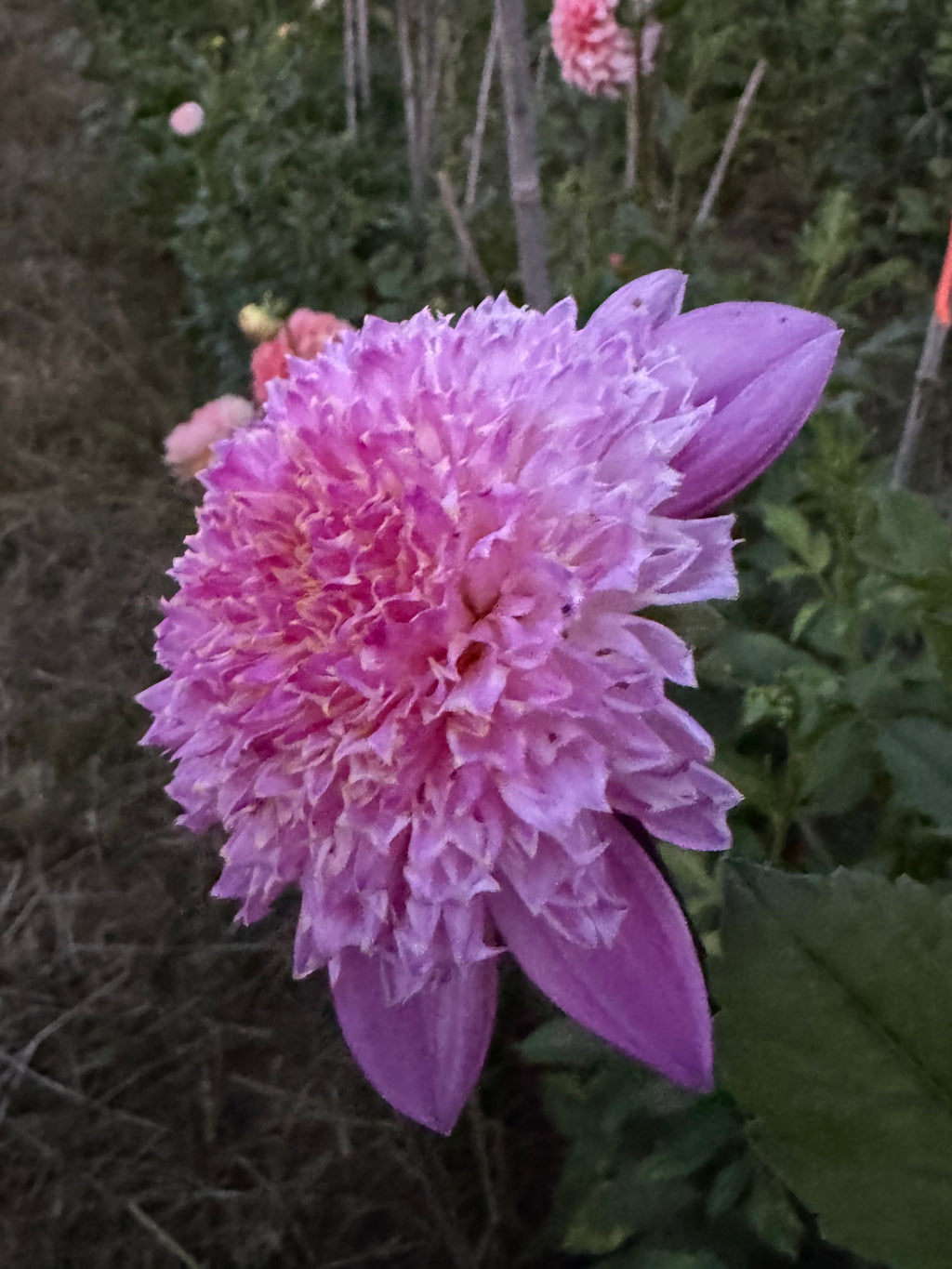 Pretty in Pink