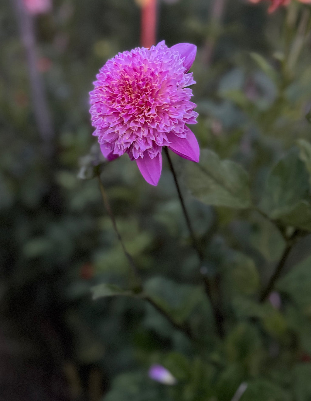 Pretty in Pink
