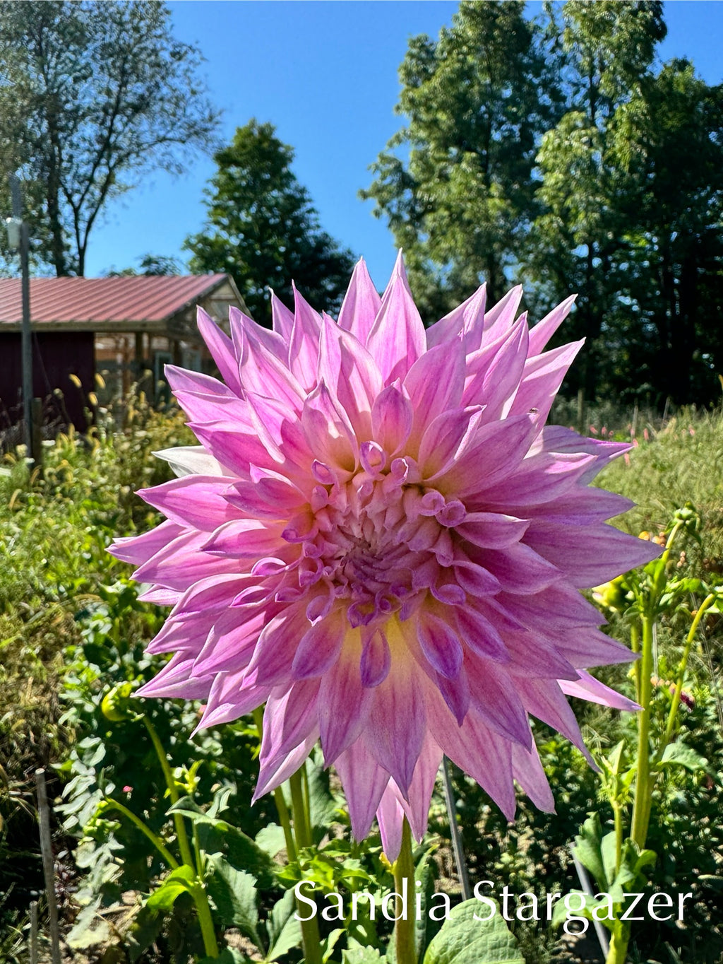 Sandia Stargazer