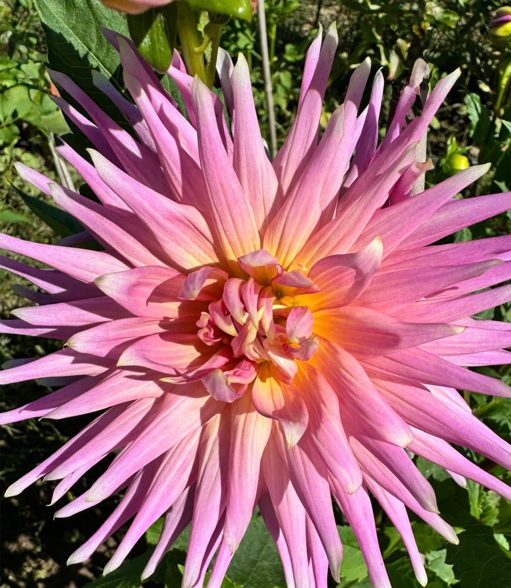 Wyn's Mauve Mist