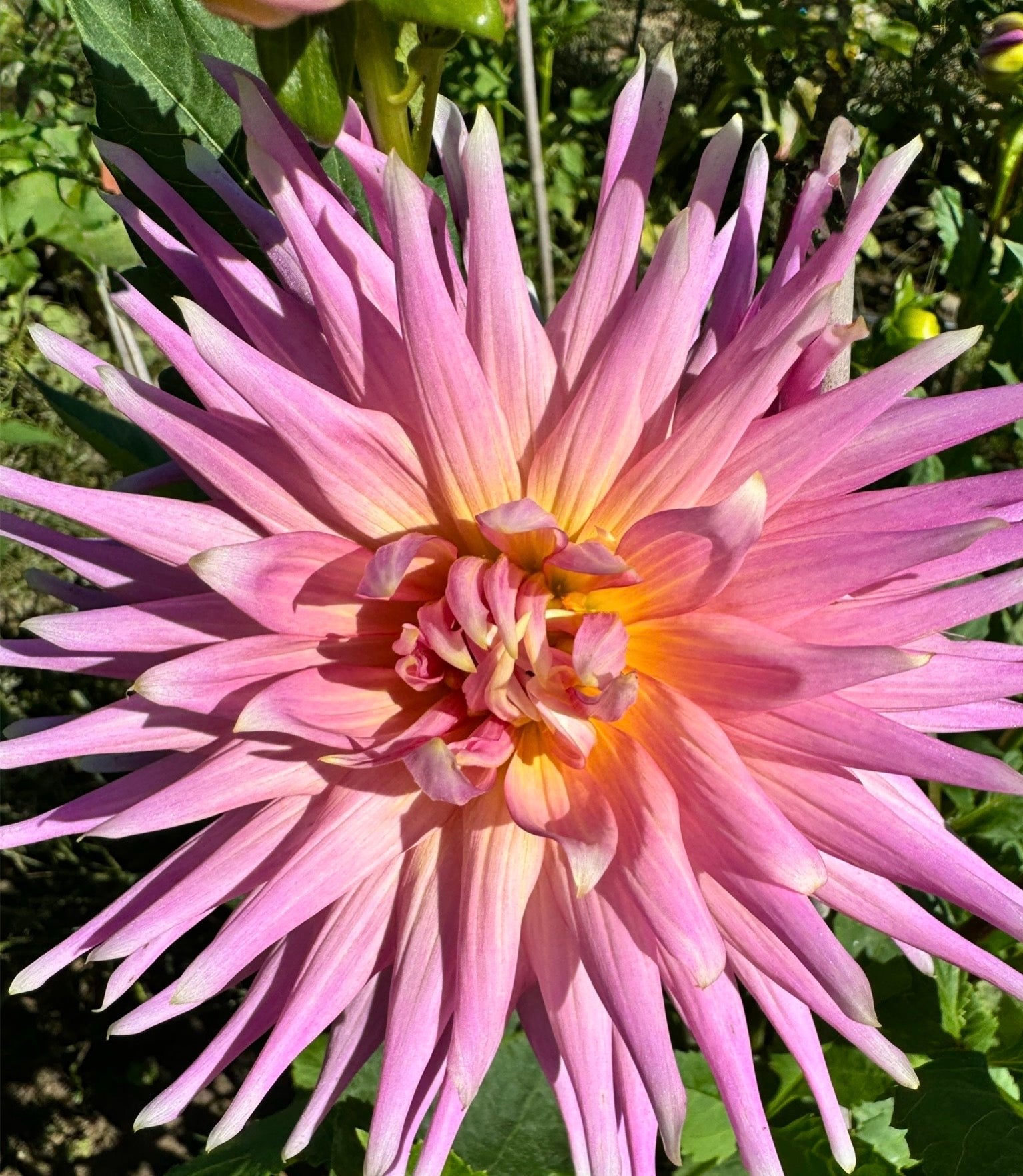 Wyn's Mauve Mist