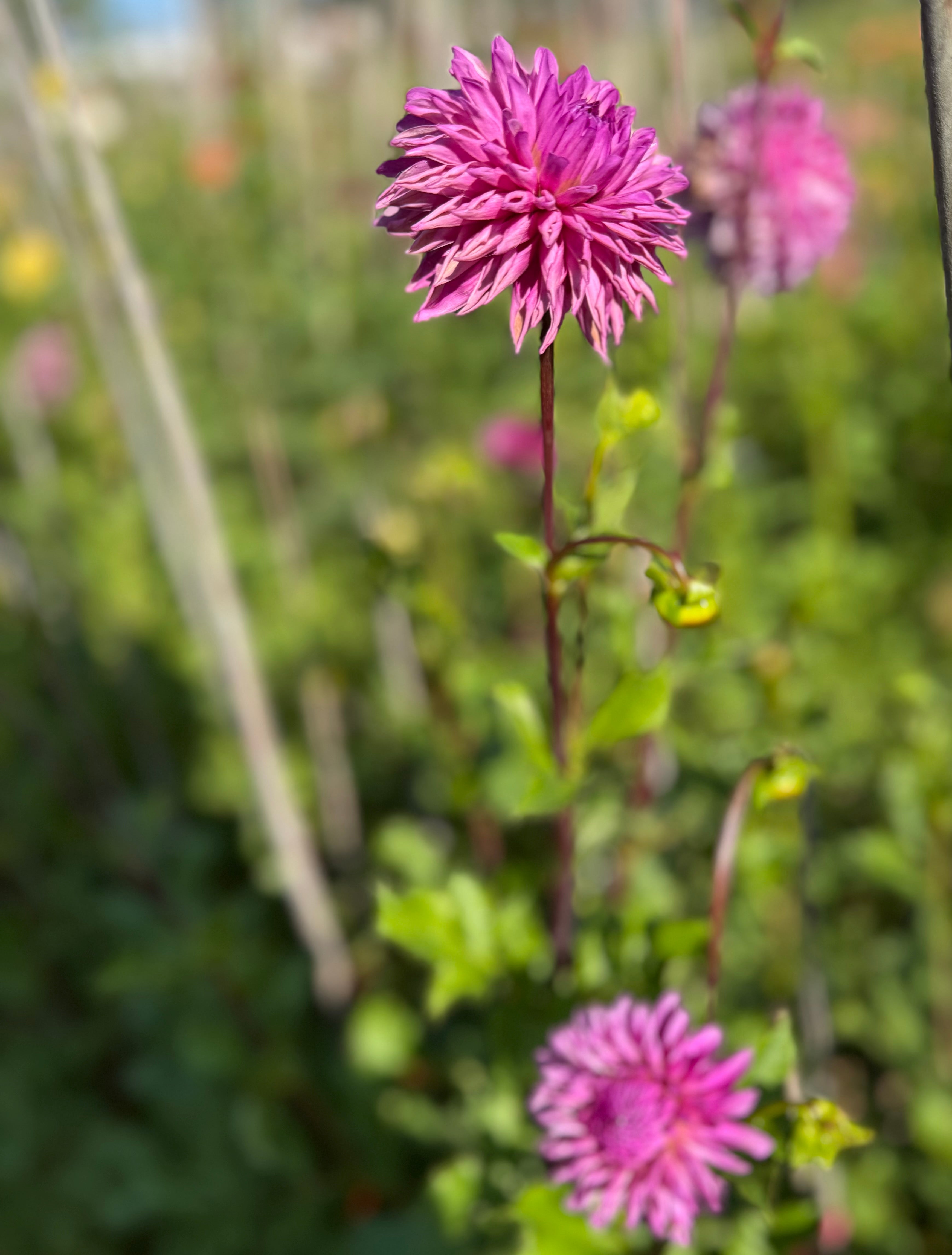 Lee's Flute Loop Lilac