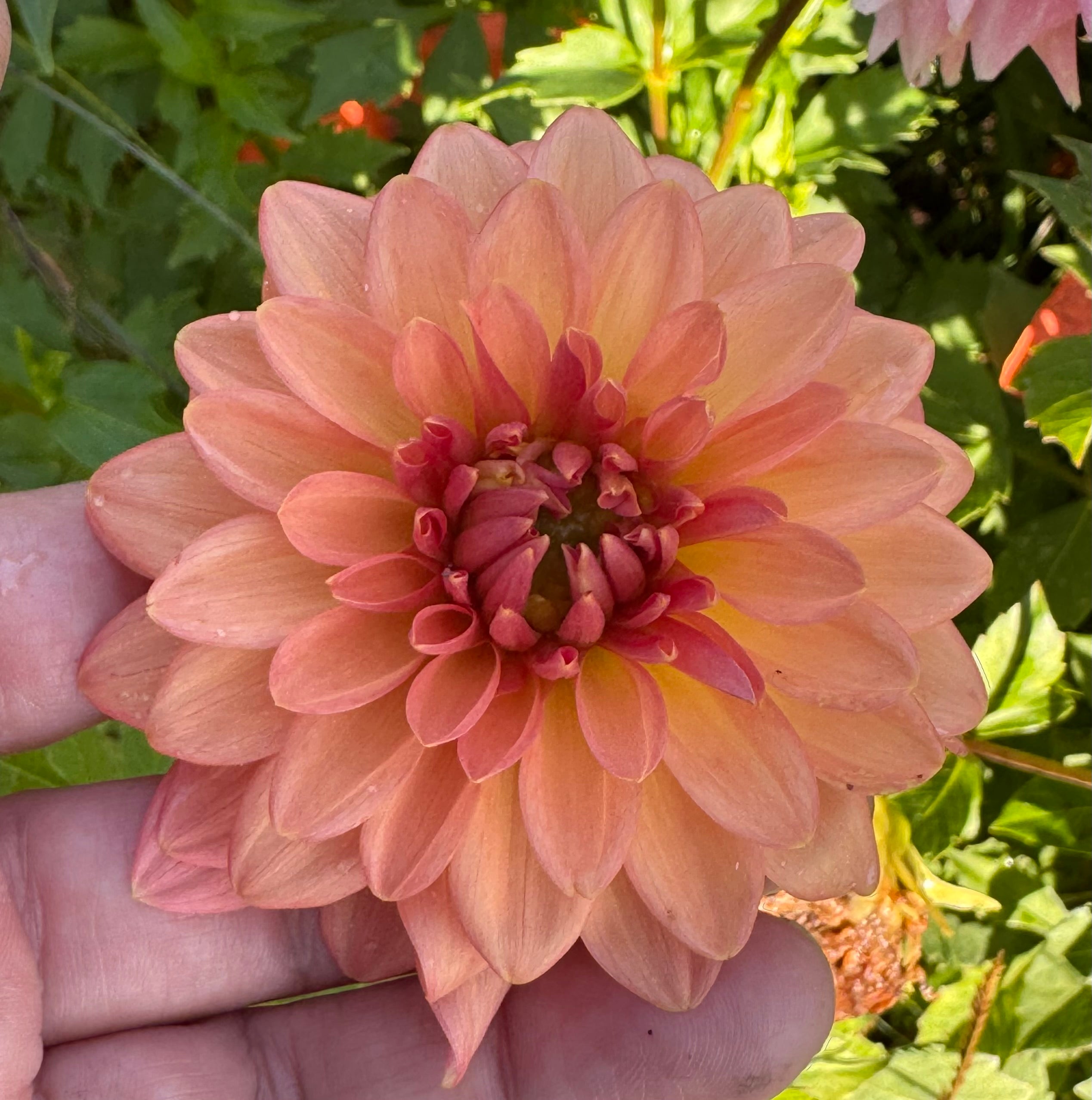 Lee's Zesty Peach