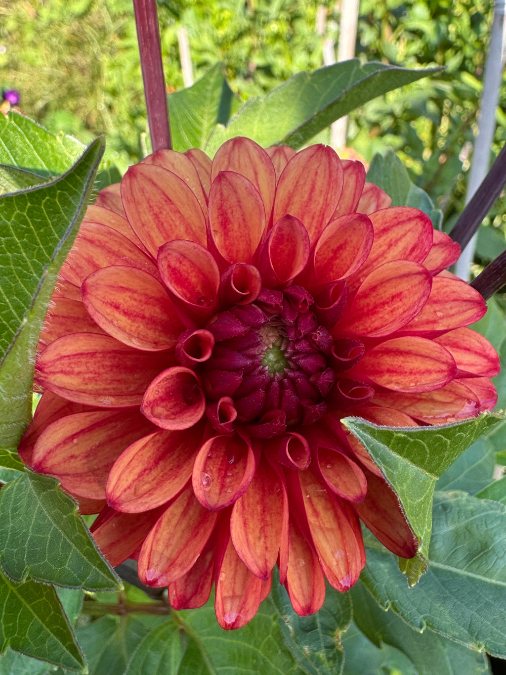 Lee's Ember
