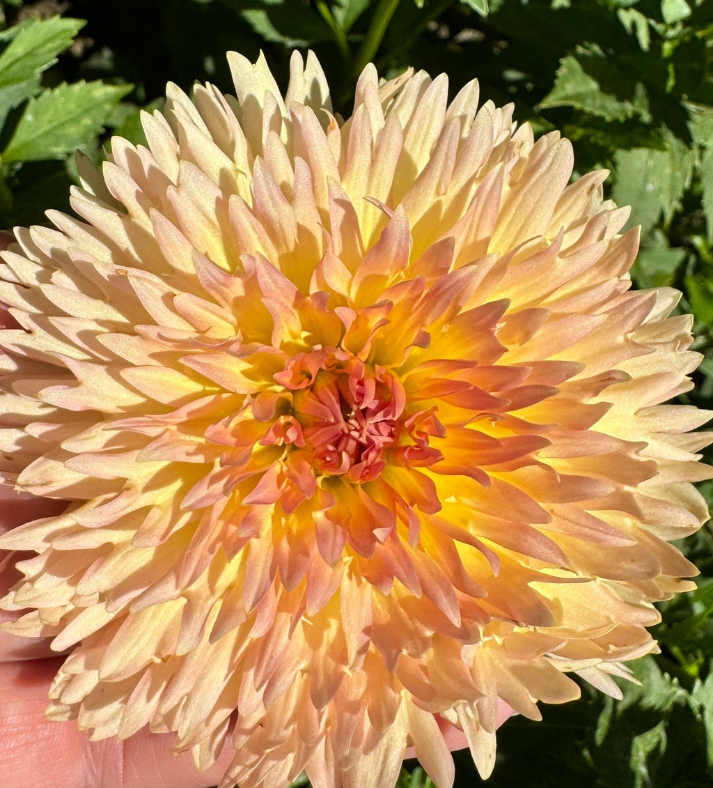 Lakeview Peach Fuzz