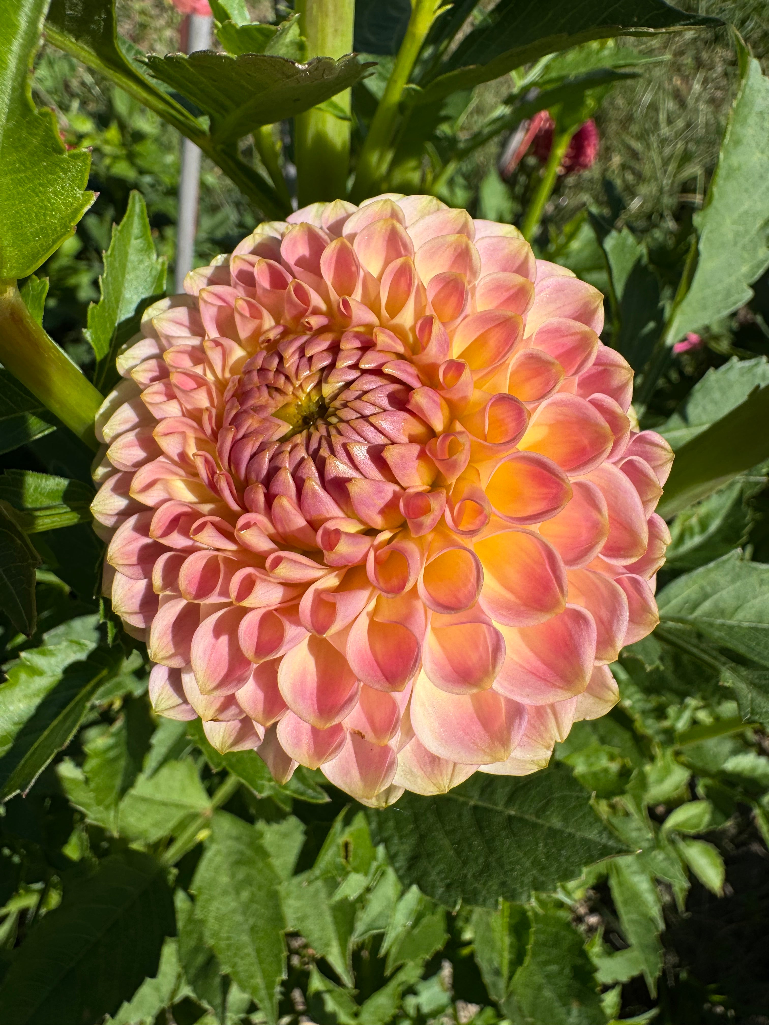 20th Ave Softer Peach