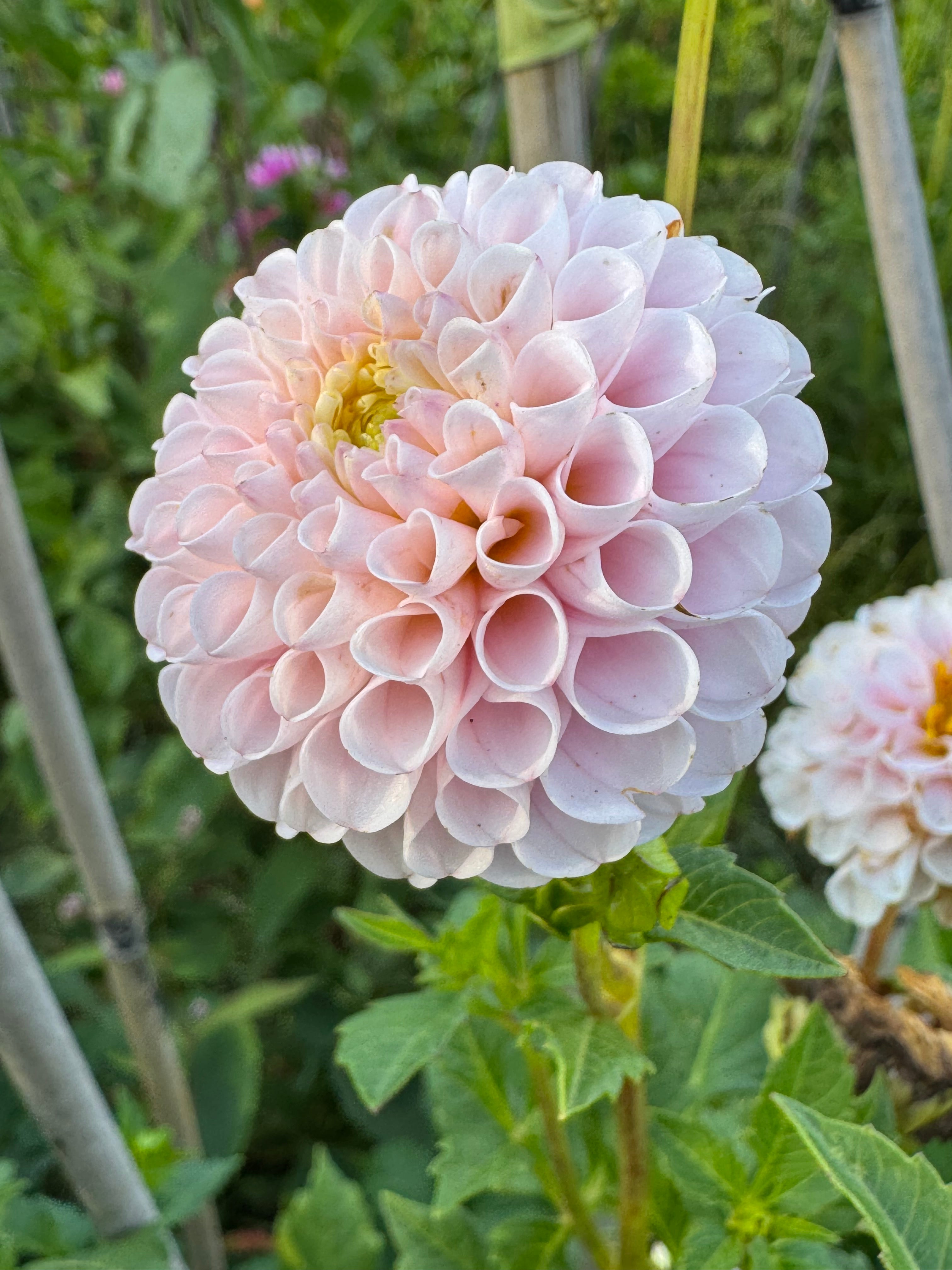 Hapet Rose Point