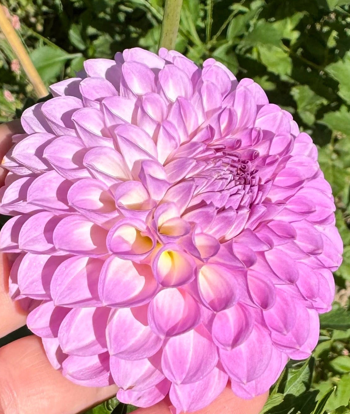 20th Ave Pure Prince