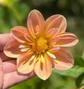 Jacs Butterscotch