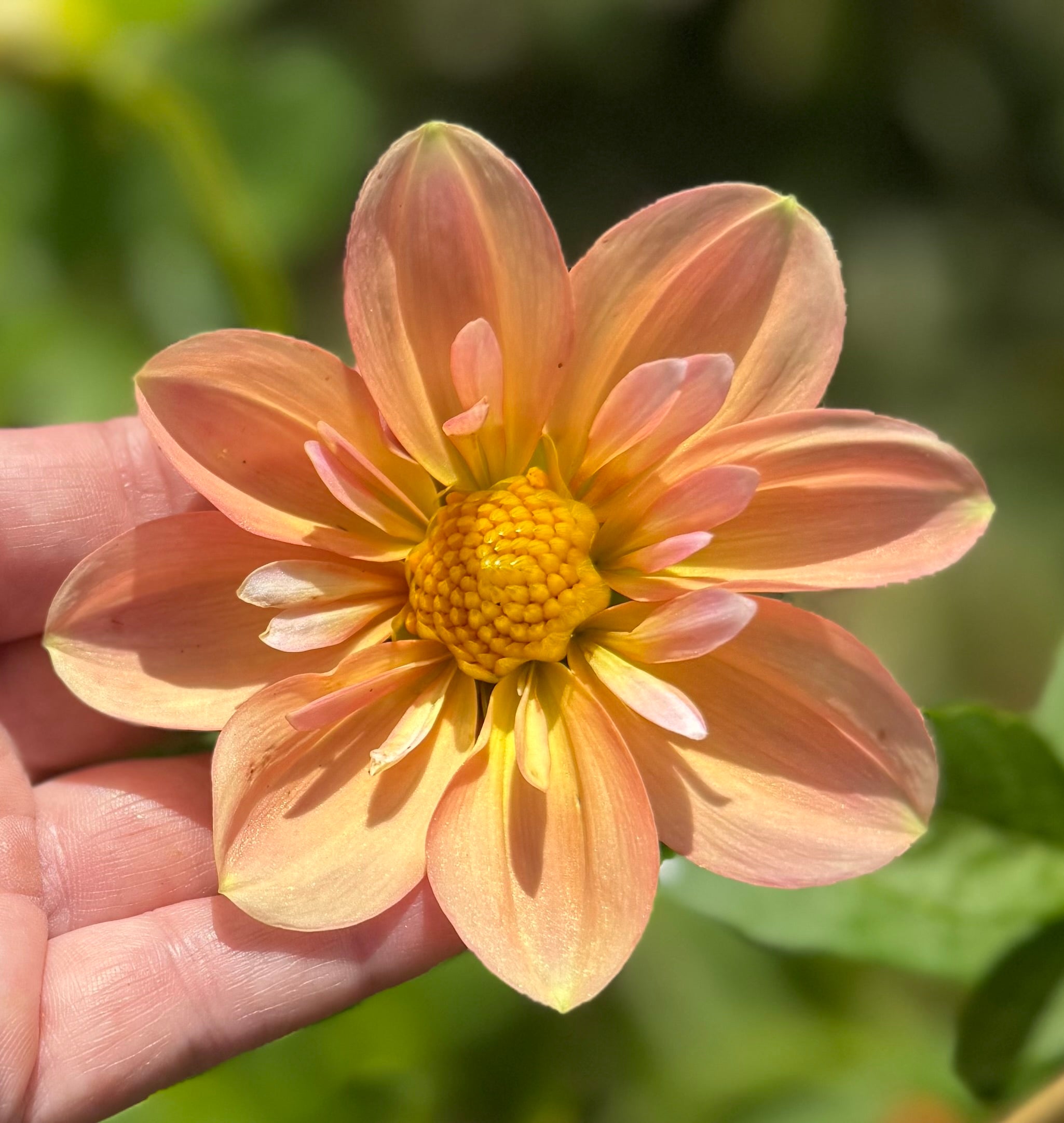 Jacs Butterscotch