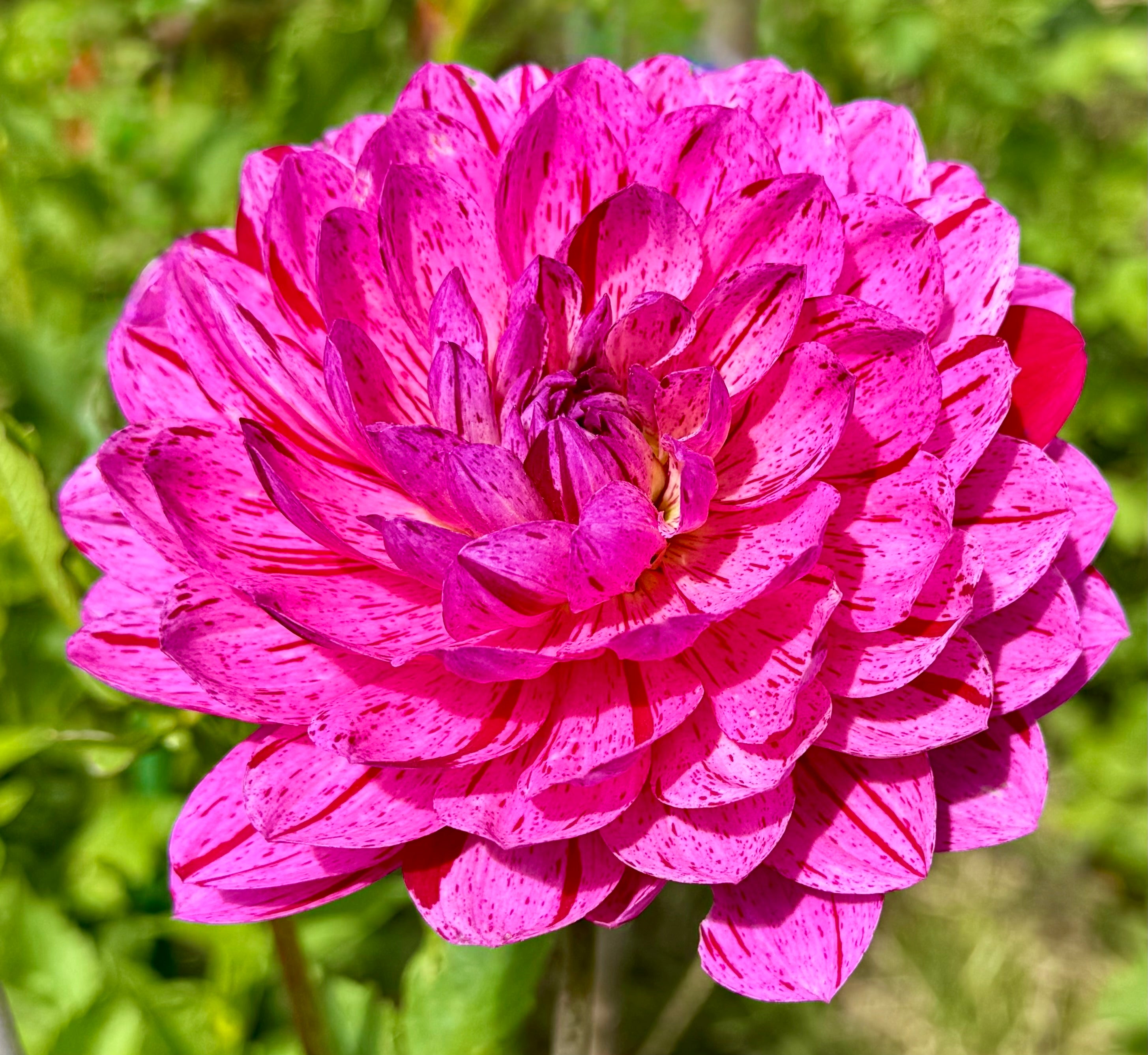 Sandia CanCan