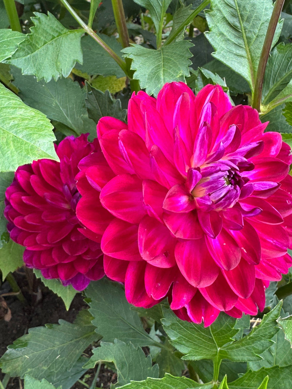 Sandia Bertha