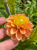 Ferncliff Honey Comb