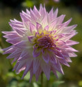 Sandia Stargazer