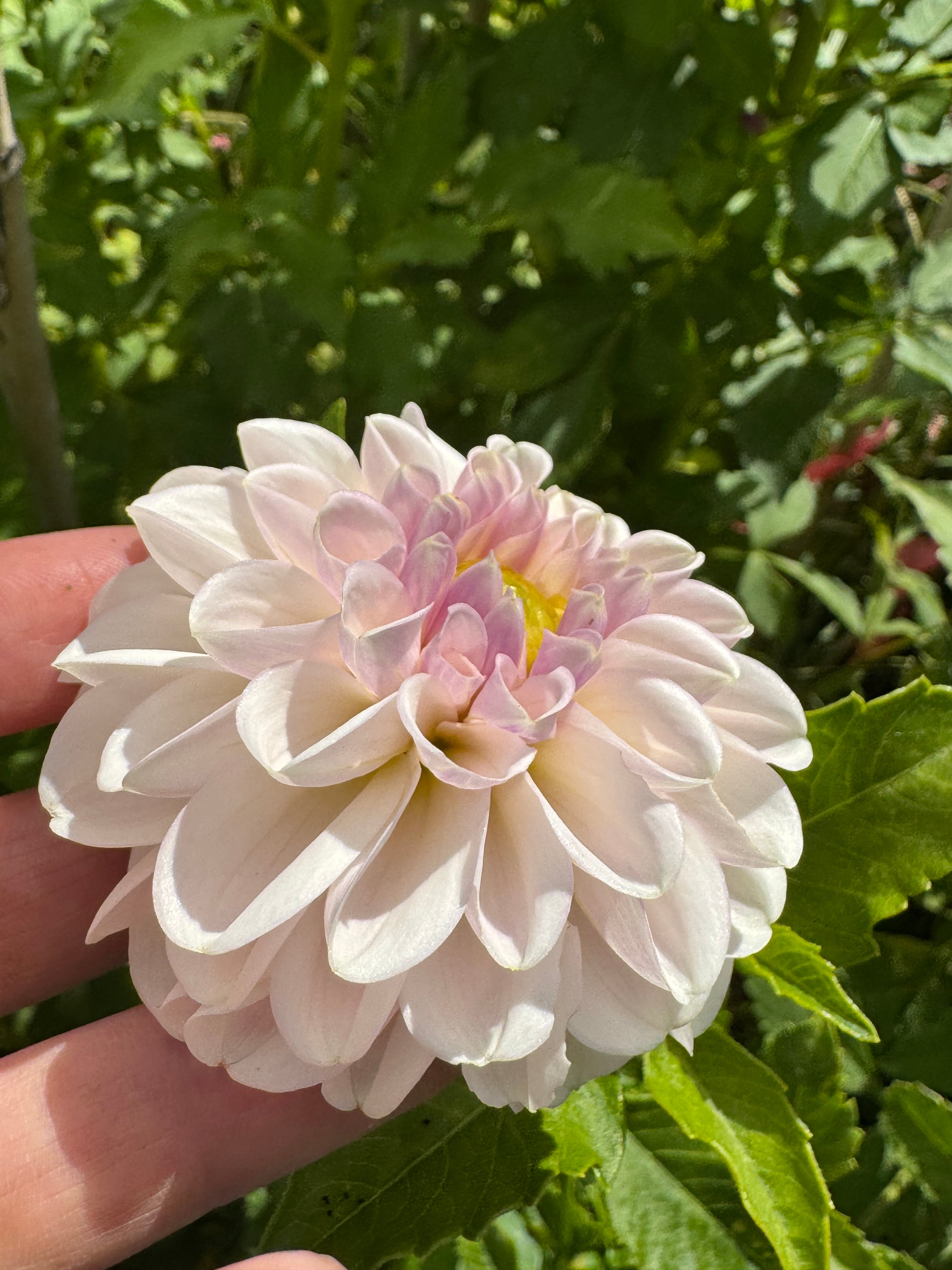 Eden Blush On