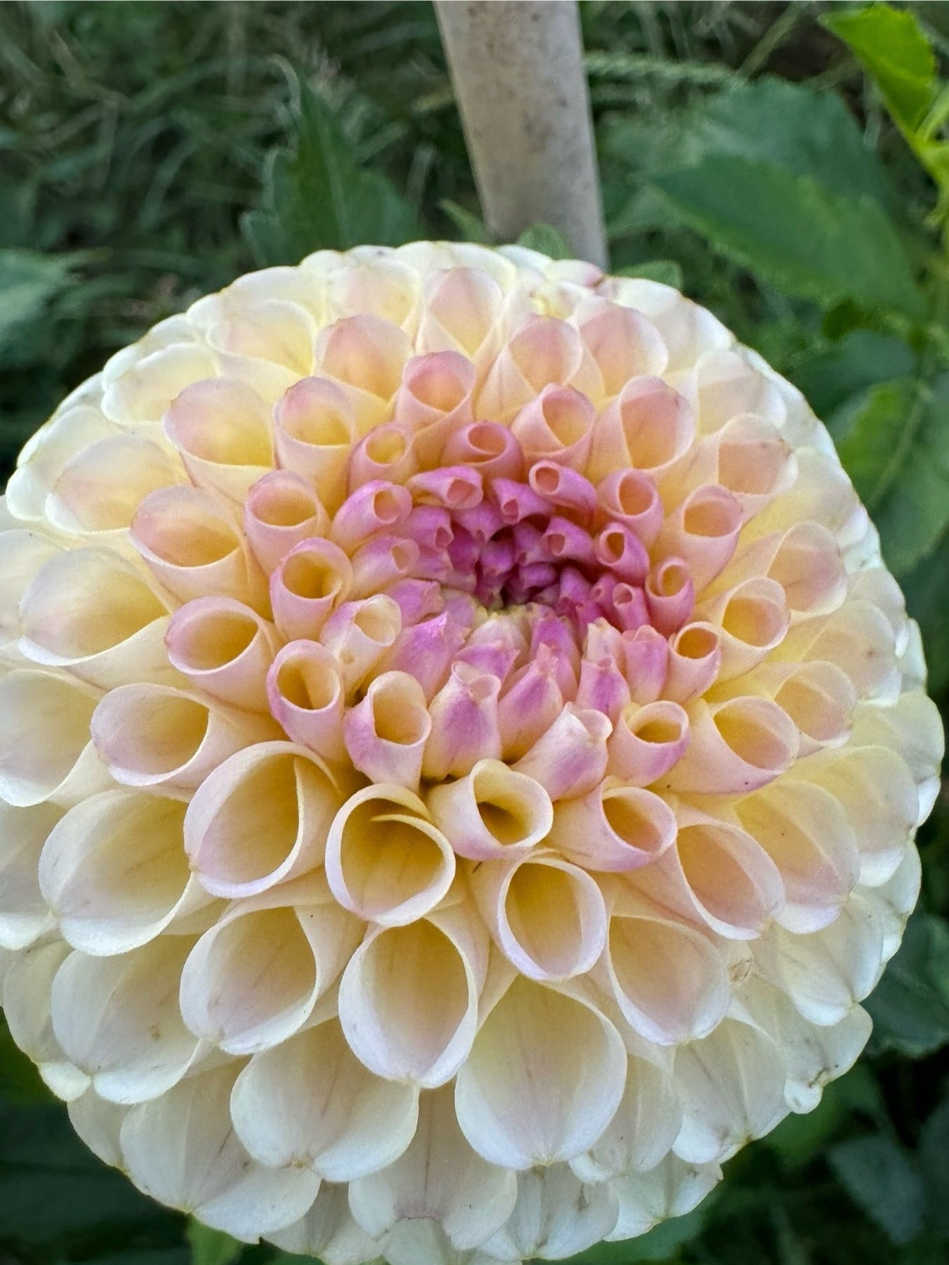 20th Ave Gwen – Backyard Bloems