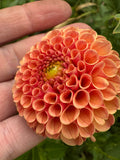 Amber Queen