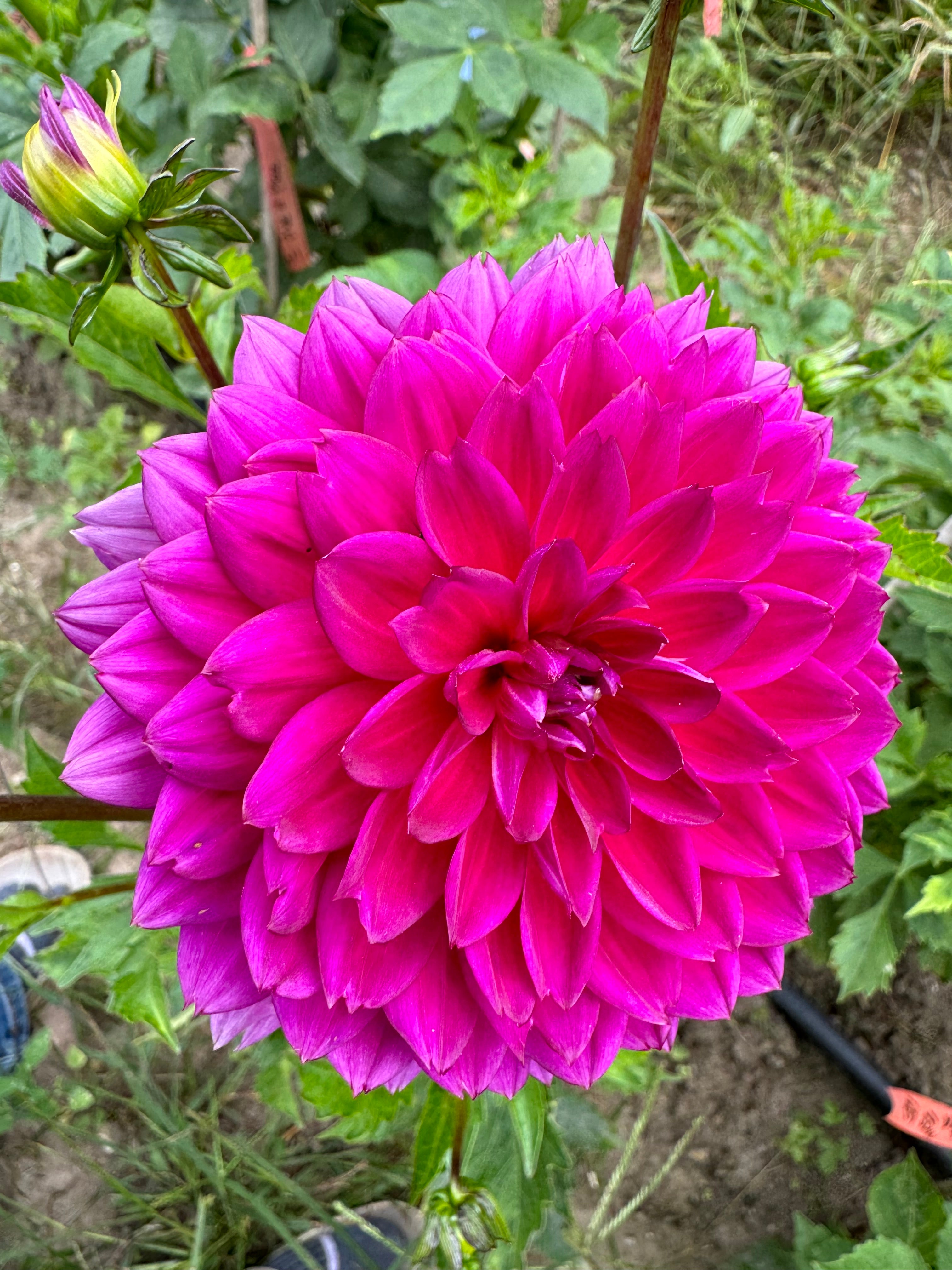 Sandia Nocturne