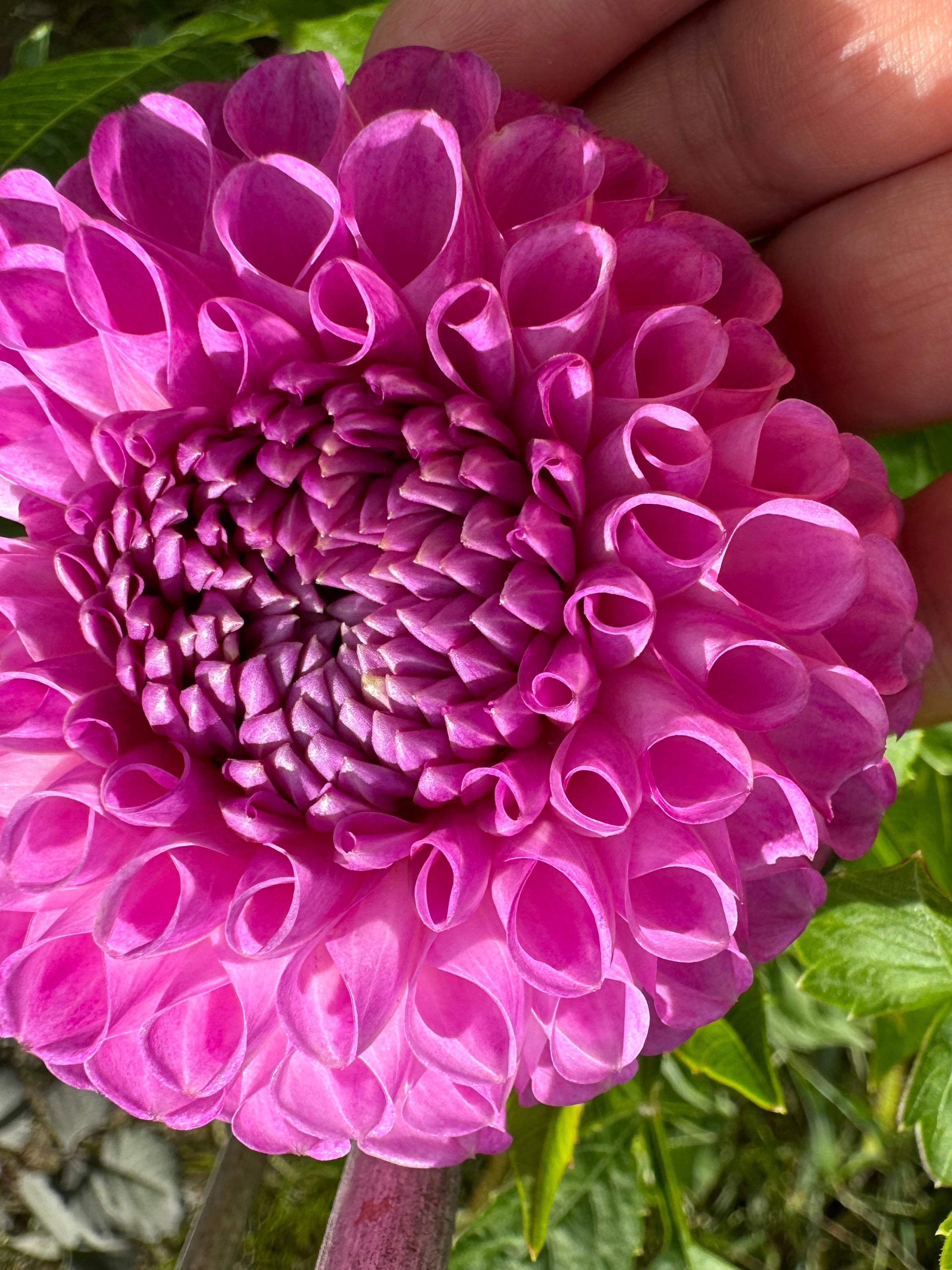 20th Ave Morning Mist