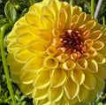 Ferncliff Sunstruck