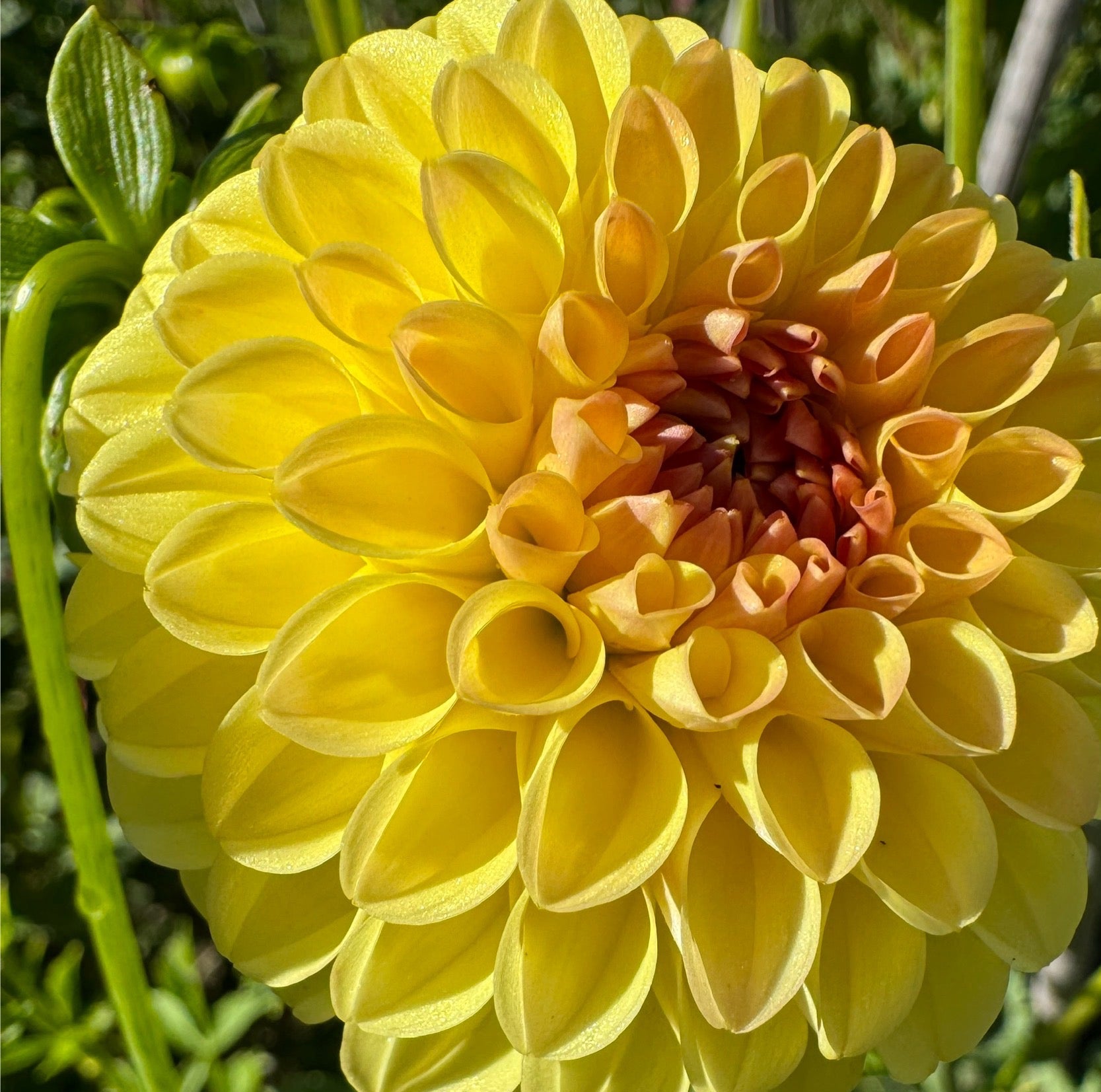 Ferncliff Sunstruck
